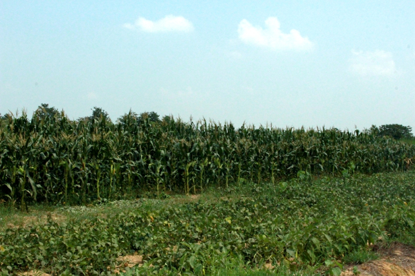 南京 農(nóng)大動物醫(yī)學院 (11).jpg